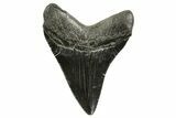 Serrated, Fossil Megalodon Tooth - South Carolina #375847-1